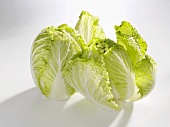 Two heads of Chinese cabbage