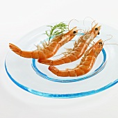 Three shrimps on a glass plate