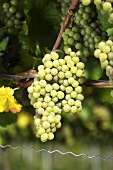 Weissburgunder grapes on the vine