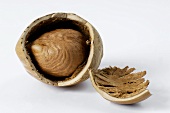 A hazelnut with the shell broken open