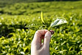 Tea leaves on a tea plantation (Cameron Highlands, Malaysia)