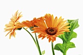 Three orange gerberas