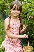 Girl picking raspberries