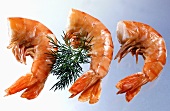Three scampi with dill