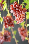 Red grapes, hanging in space