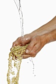 Someone holding two hands full of buckwheat under running water