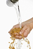 Someone holding two hands full of spelt under running water