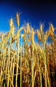 Wheat in a field of wheat