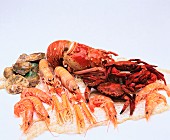 Various crustaceans