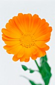 A marigold