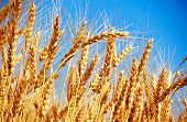 Wheat in a field of wheat