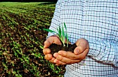 A farmer holding a barley plant in his hand