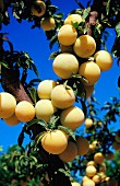 Yellow plums on the tree