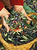Freshly harvested olives