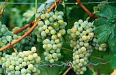 White wine grapes