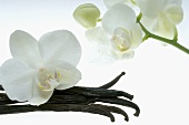 Vanilla pods and orchid flowers