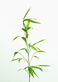 Bambuspflanze