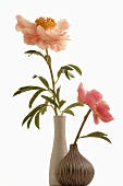 Peonies in two vases