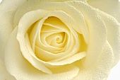 White rose (close-up)