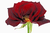 Dark red rose with dewdrops