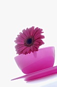 Gerbera flower in pink bowl