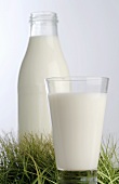 Glass of milk and bottle of milk in grass