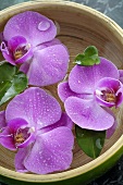 Orchideenblüten in Wasserschale