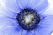 Blue anemone (close-up)