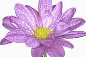 Lila Blume mit Wassertropfen