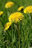 Dandelions flowering in grass