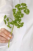 Woman holding a stalk of curly parsley