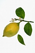Zitrone am Zweig mit Blättern und Blüten