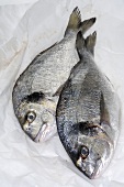 Two sea bream on paper