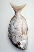 Fresh sea bream