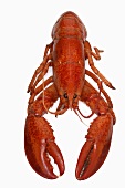 Whole cooked lobster