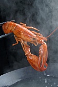 Lifting lobster out of boiling water
