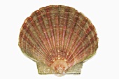 Scallop