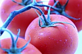 Vier Tomaten an der Rispe