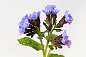 Lungwort with flowers
