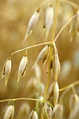 Ear of oats in an oat field