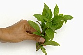 Hand holding fresh Thai basil