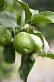 Green, unripe lemons on a branch with leaves