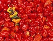 Gegrillter Chili-Spiess auf frischen roten Chilischoten
