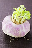A turnip