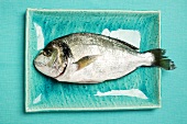 Fresh sea bream on blue plate