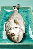 Fresh sea bream on blue plate