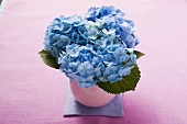 Blaue Hortensien in Vase