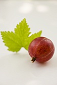 Red gooseberry with leaf (close-up)