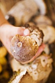 Child's hand holding a cep