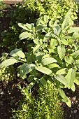 Sage and rosemary in a herb bed
